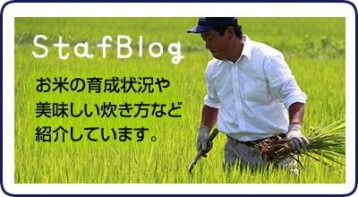 StaffBlog　お米の育成状況や美味しい炊き方