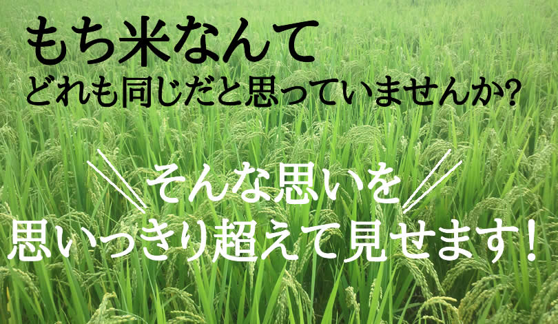 もち米はどれも同じだと思っていませんか？小柳農園のもち米が美味しい理由 