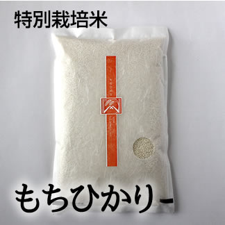 特別栽培米 もちひかり