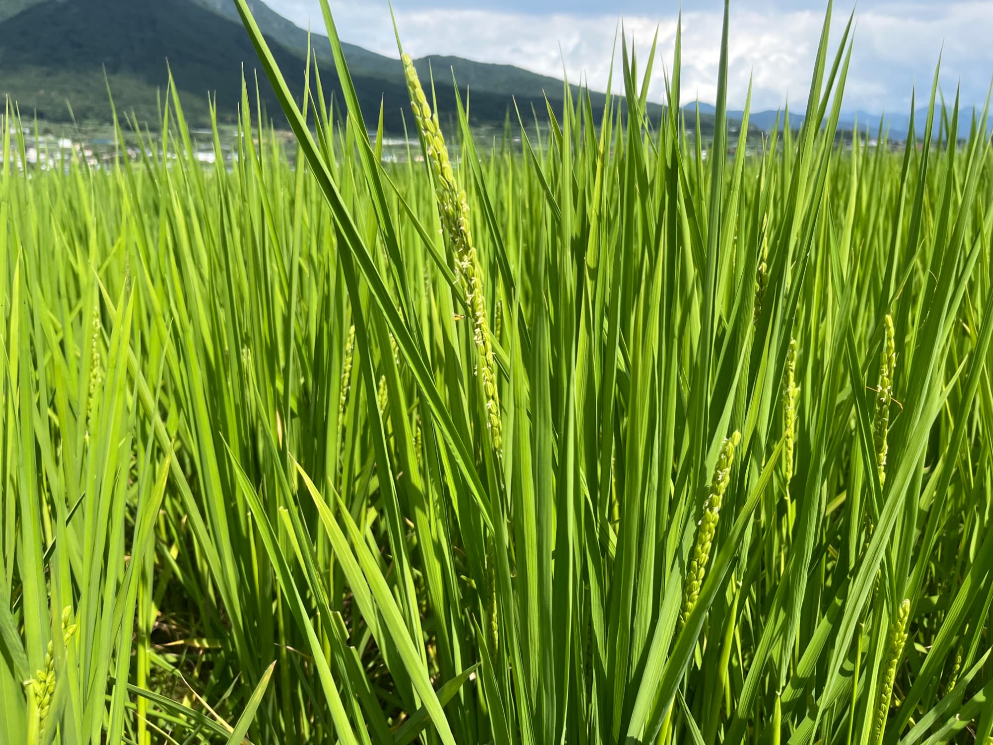 令和5年産新米予約】特別栽培米風さやか | お米通販の小柳農園