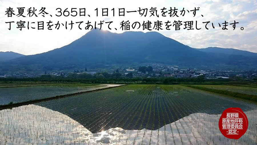 春夏秋冬、３６５日、１日１日一切気を抜かず、
丁寧に目をかけてあげて、稲の健康を管理しています。